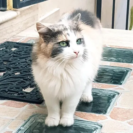 Apartment Per Turisti Mesovia