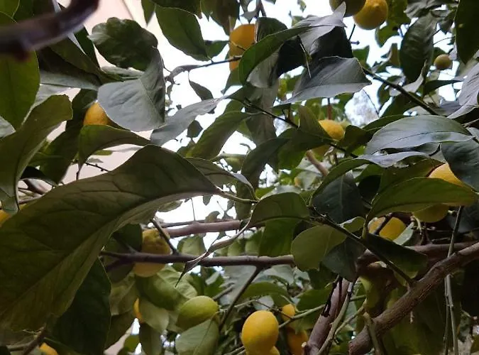 Per Turisti Mesovia 公寓 圣塞韦里娜